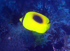 Chaetodon speculum