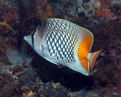 Chaetodon xanthurus