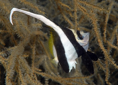 Heniochus acuminatus