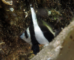 Heniochus acuminatus