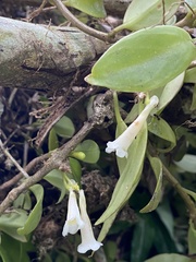 Codonanthopsis uleana