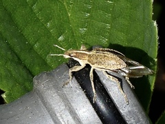 Charagmus gressorius