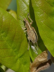 Charagmus gressorius