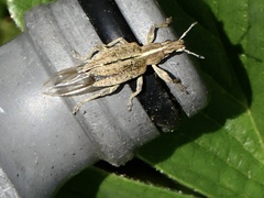 Charagmus gressorius