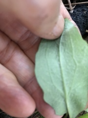 Salvia lyrata