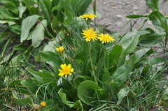 Agoseris glauca