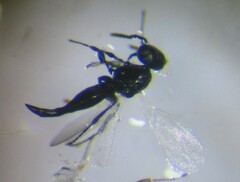 Platygastrinae