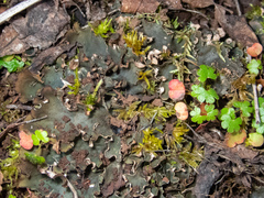 Peltigera ponojensis