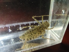 Epophthalmia elegans