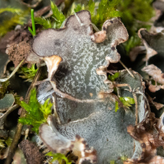 Peltigera ponojensis
