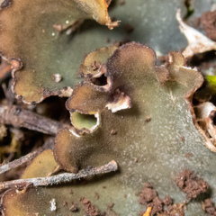Peltigera ponojensis