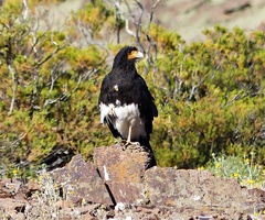 Daptrius megalopterus