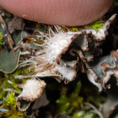 Peltigera ponojensis