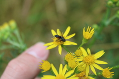 Eriothrix rufomaculata
