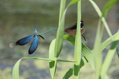 Matrona basilaris