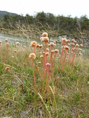 Armeria curvifolia