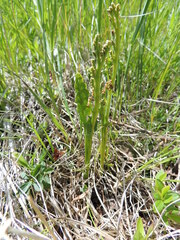 Botrychium neolunaria