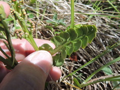 Botrychium neolunaria