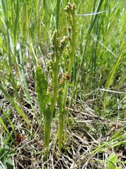 Botrychium neolunaria