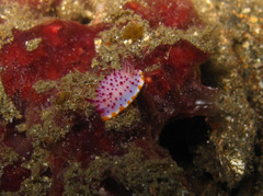 Mexichromis mariei