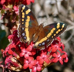 Aeropetes tulbaghia