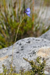 Disa graminifolia