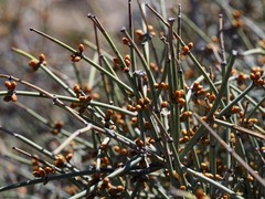 Ephedra