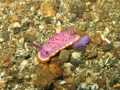 Mexichromis mariei