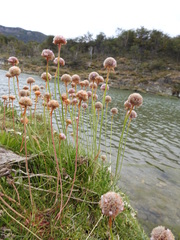 Armeria curvifolia