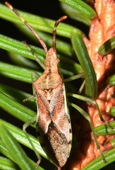 Gonocerus juniperi