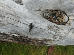 Chauliognathus magellanicus