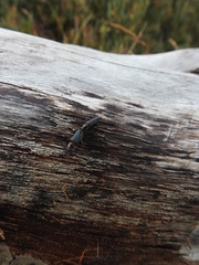 Chauliognathus magellanicus