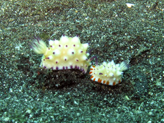 Mexichromis multituberculata