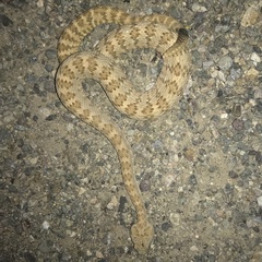 Crotalus stephensi