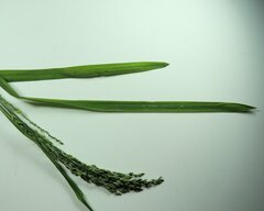 Glyceria elata