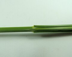 Glyceria elata