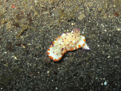 Mexichromis multituberculata