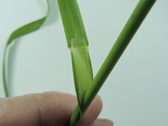 Glyceria elata