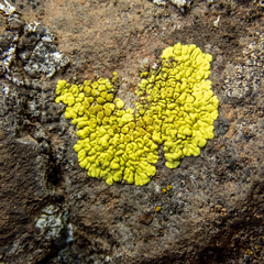 Acarosporaceae