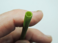 Glyceria elata