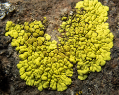 Acarosporaceae