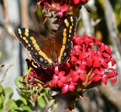 Aeropetes tulbaghia