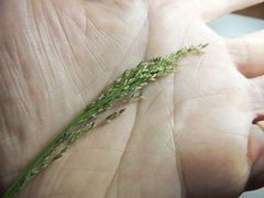 Glyceria elata