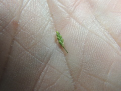 Glyceria elata