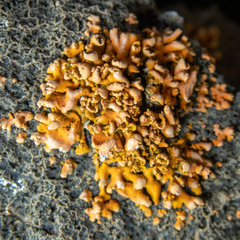 Xanthomendoza mendozae