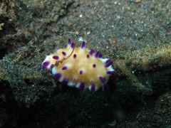 Mexichromis multituberculata