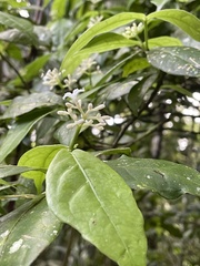 Rudgea cornifolia