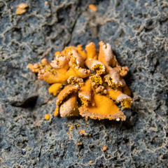 Xanthomendoza mendozae