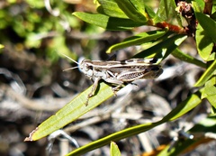 Dichroplus pratensis