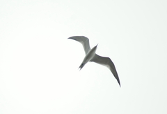 Gelochelidon nilotica